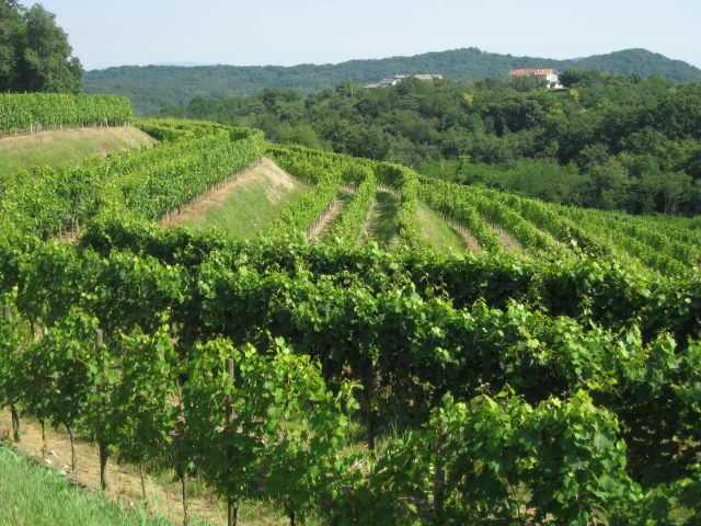 Vineyards near Cividale