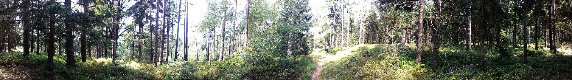 Pfad auf dem bewaldeten Kamm in Richtung Fürstberg