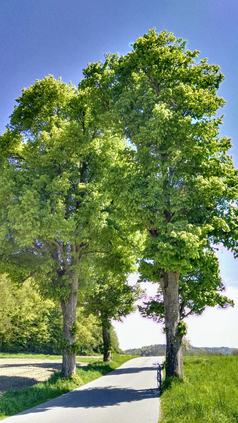 Stammham - Untertürken, Bäume
