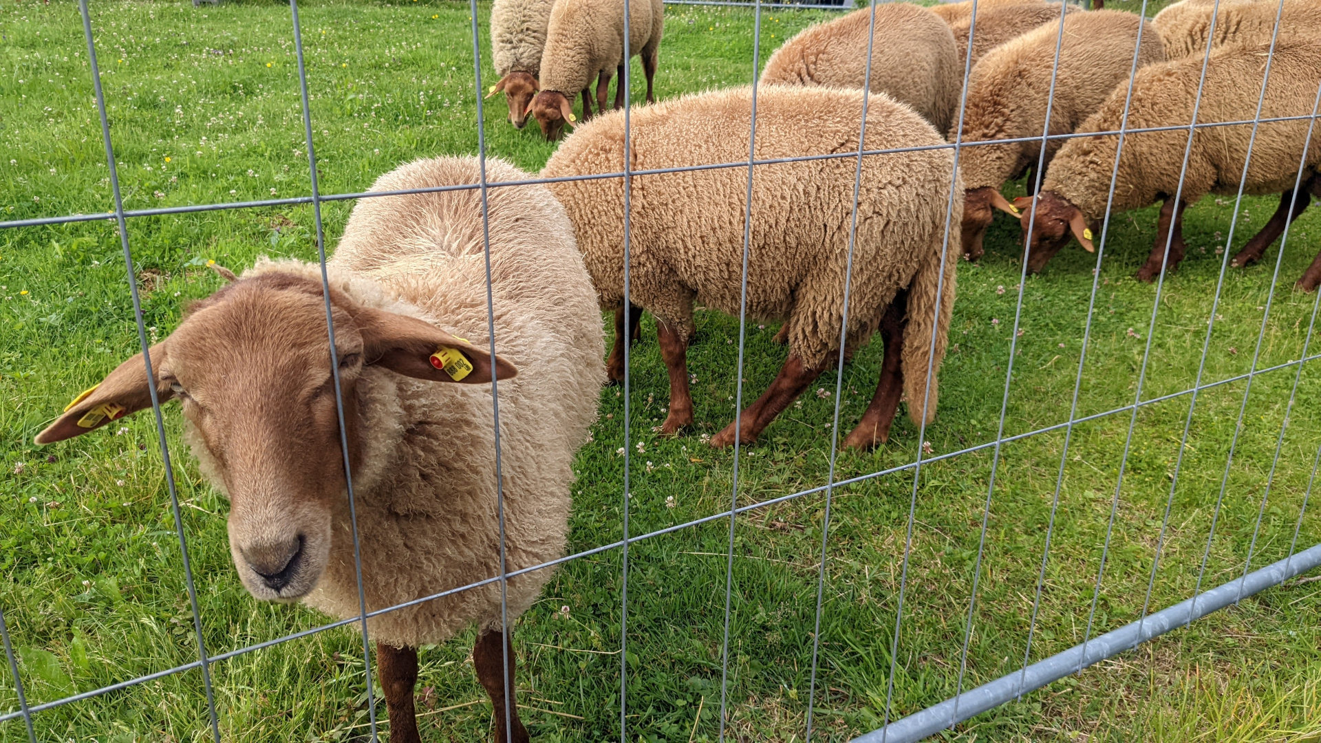 Schafe an der Ladestation bei Eugendorf