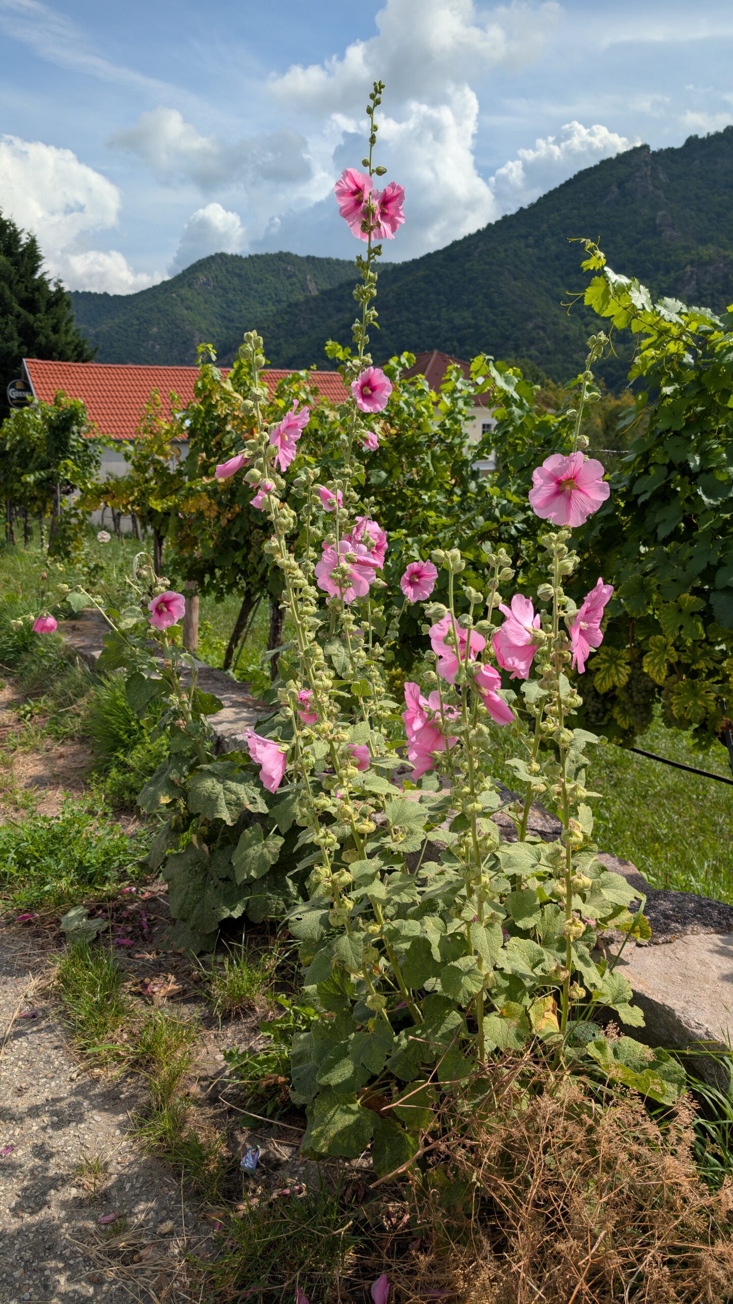 Am Weg durch die Wachau